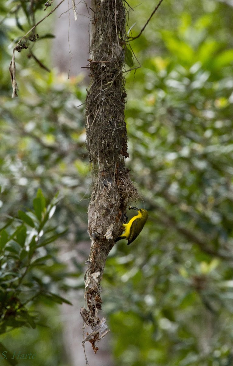 Yellow-bellied Sunbird