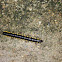 yellow-spotted millipede
