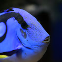 Palette surgeonfish