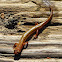 Southern two-lined salamander