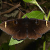 Owlet or Erebus Moth - Male