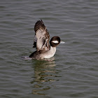 Bufflehead