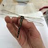 Arrowhead Spiketail