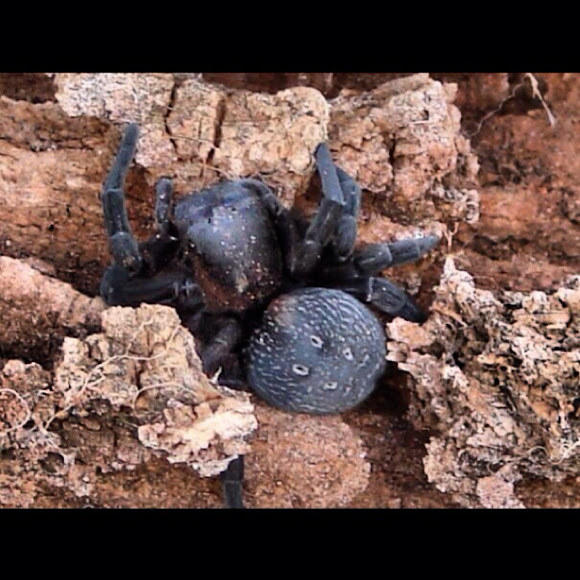 Black Velvet spider Project Noah