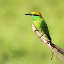 The Green Bee-eater
