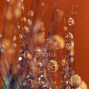 It's a Small World by Janet Herman - Abstract Macro