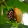 Hibiscus Harlequin Bug or Cotton Harlequin Bug