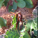 Paper Wasp