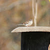 Chipping Sparrow ?