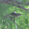 Olive Backed Sunbird