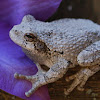 Gray Tree Frog