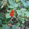 Small Jack-in-the-pulpit