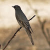 Townsend's Solitaire