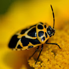 Ornate Shield Bug