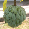 Custard Apple