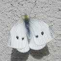 Cabbage White Butterfly