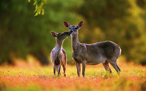 Deer Wallpaper Screenshots 14