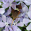 Hummingbird moth