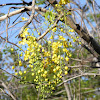 Canafistula (Golden Shower Tree)
