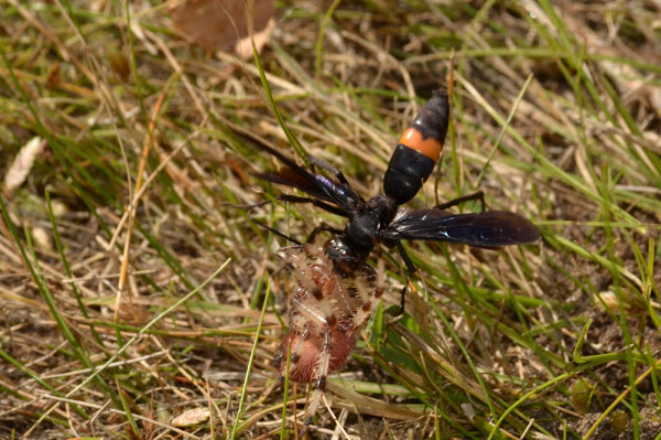 Blue-Black Spider Wasps | Project Noah