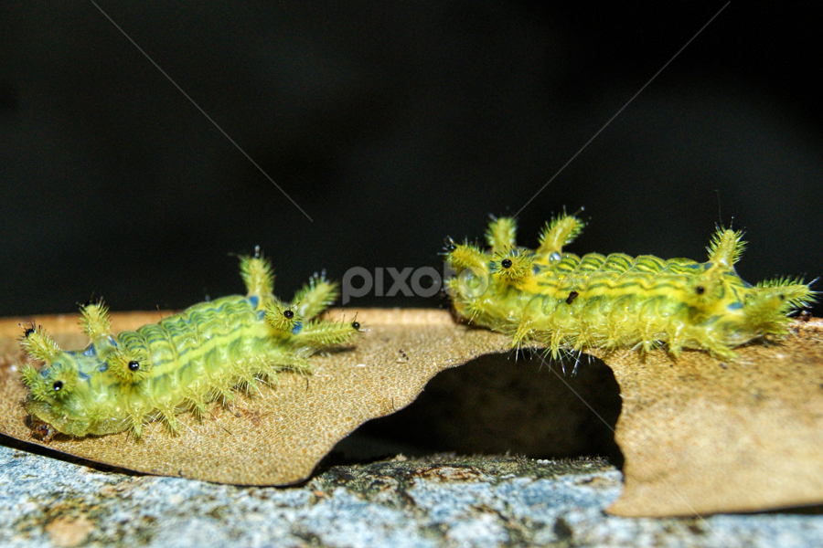 ulat bulu by Yuares Namakku - Animals Other