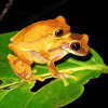 Hourglass Frog