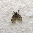 Psychodidae