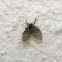 Psychodidae