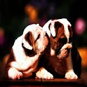 3D lovely dog 20 logo