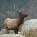 Elk (mature male)