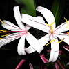 Crinum - Giant Spider Lily