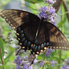 Eastern Tiger Swallowtail       Dark form female