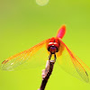 Crimson Dropwing (male)