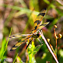 Halloween Pennant