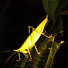 cone headed katydid