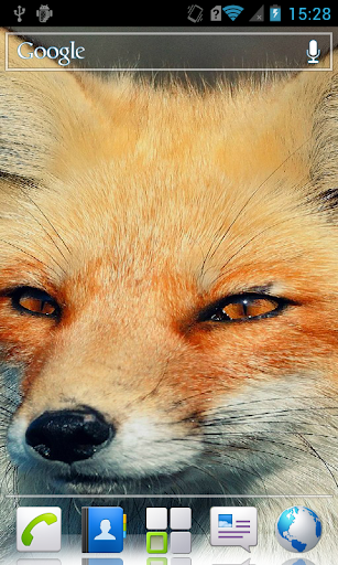 Fox in the snow HD Wallpaper