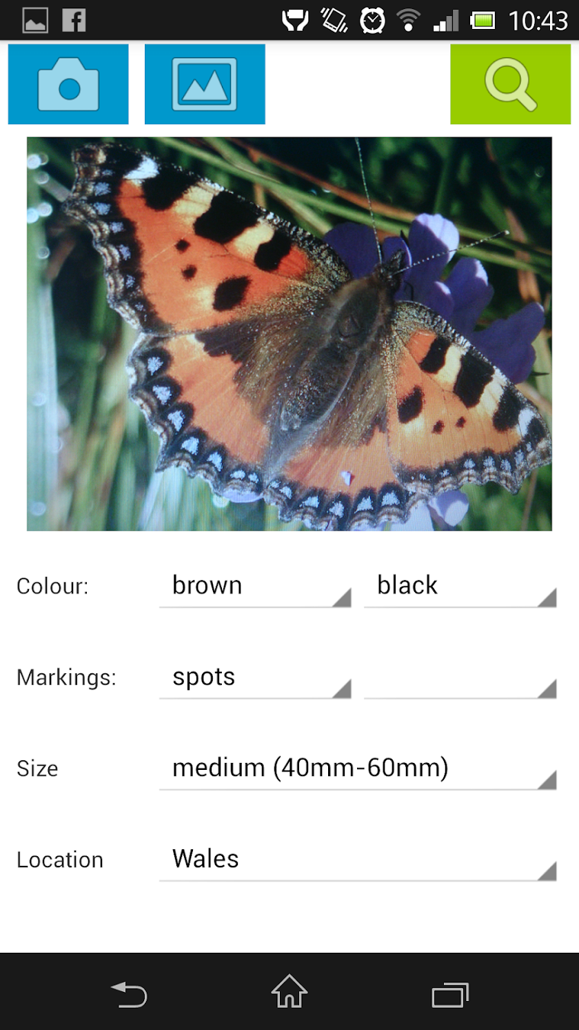 Whats That Butterfly - UK Screen 2