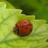 Variable Lady Beetle