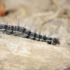 Walnut Caterpillar