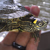 Ouachita map turtle
