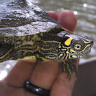 Ouachita map turtle