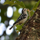 Black-and-white Warbler