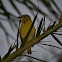 Cape Weaver Bird