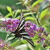 Zebra Swallowtail Butterfly
