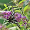 Zebra Swallowtail Butterfly