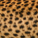 LiveWallpaper Leopard Clock