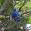 Indigo Bunting