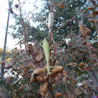 Mantid Laying Eggs