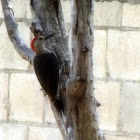 Yucatan woodpecker