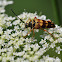 Banded Longhorn Flower Beetle